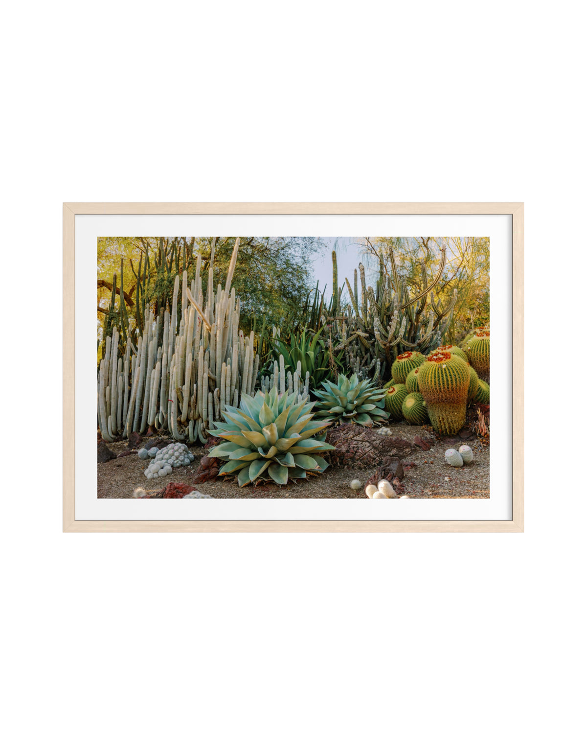 Framed print of desert cacti and succulents in a garden setting.