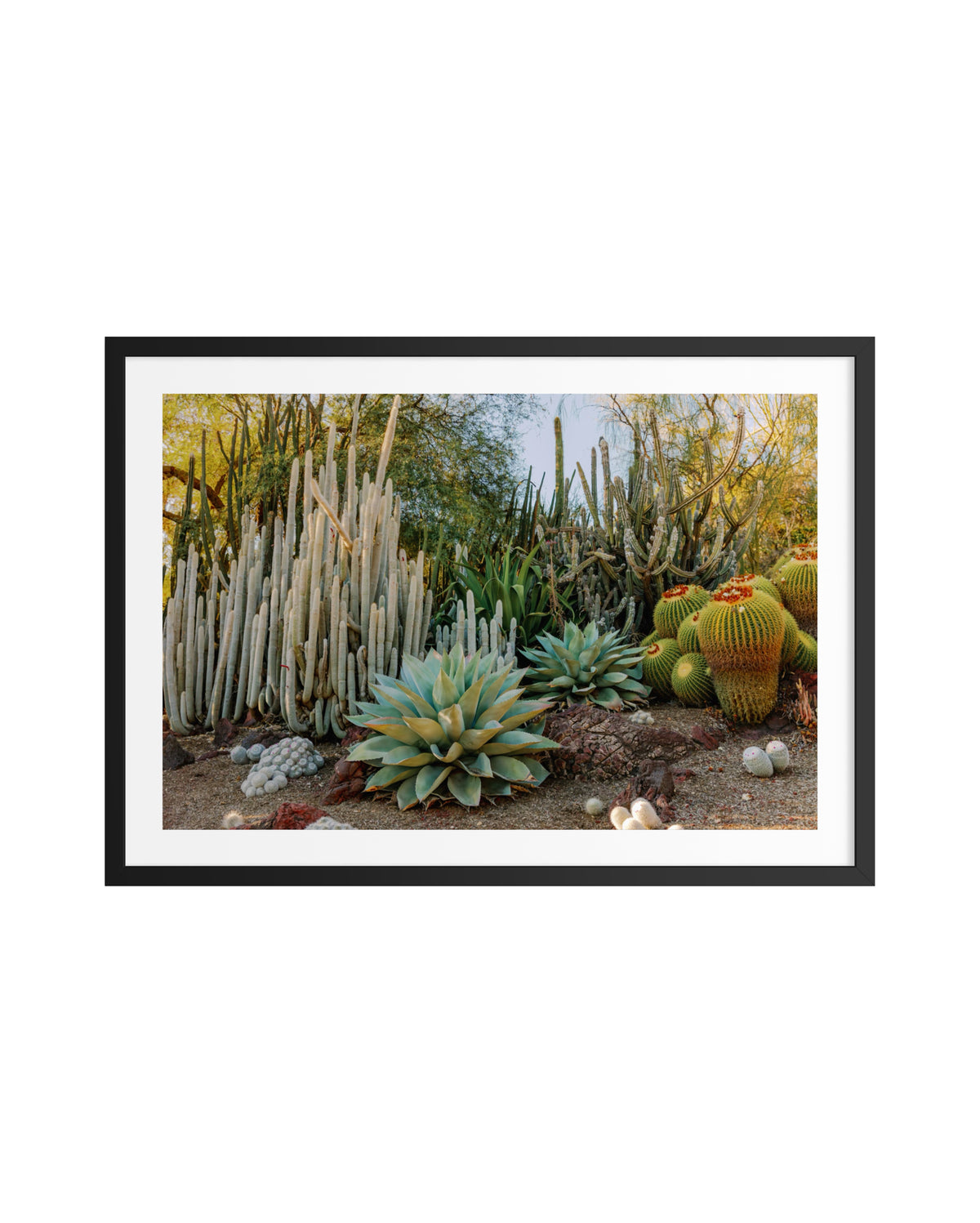 Desert cacti in natural light, surrounded by a bold black and white border.