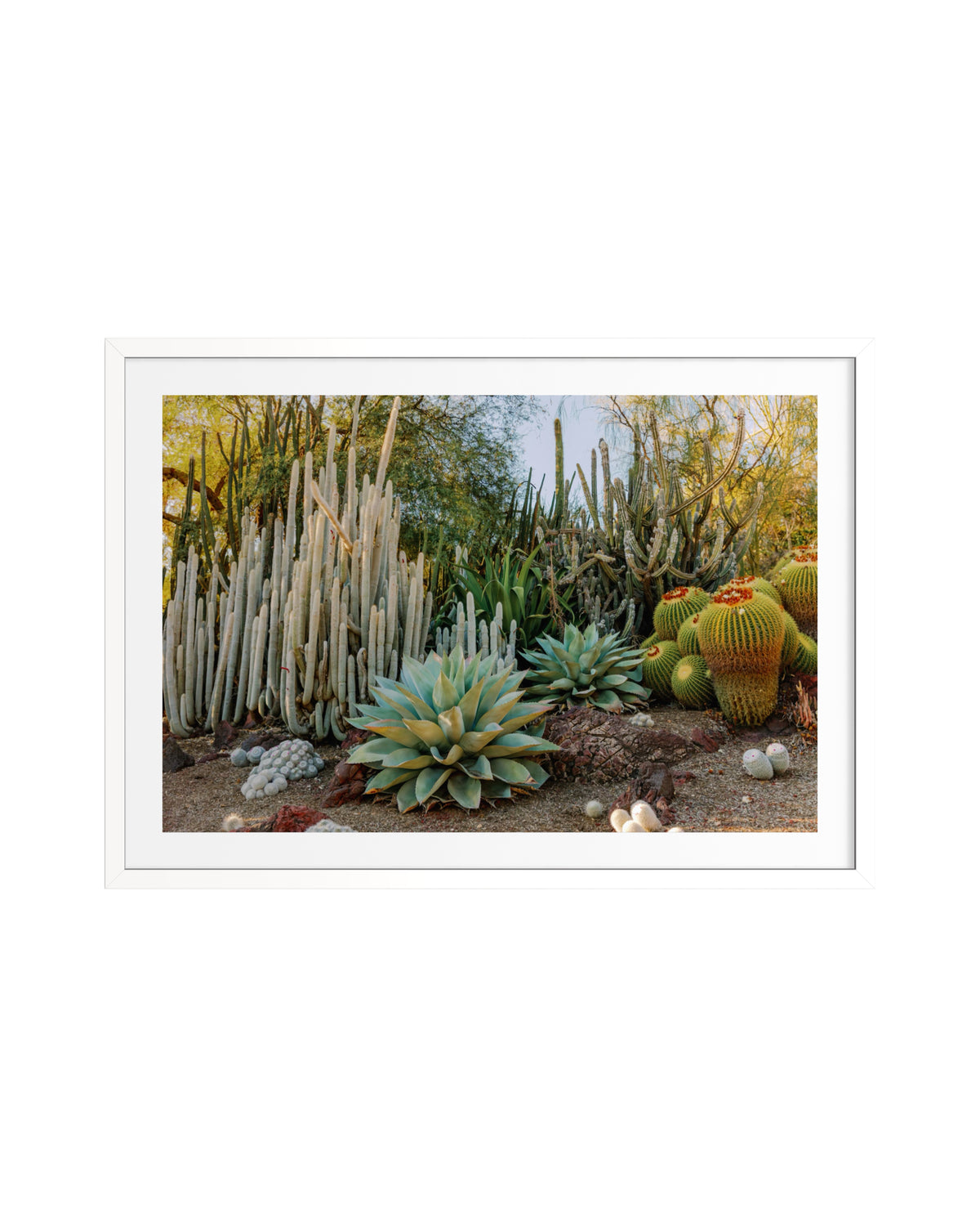 Barrel cactus and agave arranged in a natural desert garden setting, photographed in the Southwest.