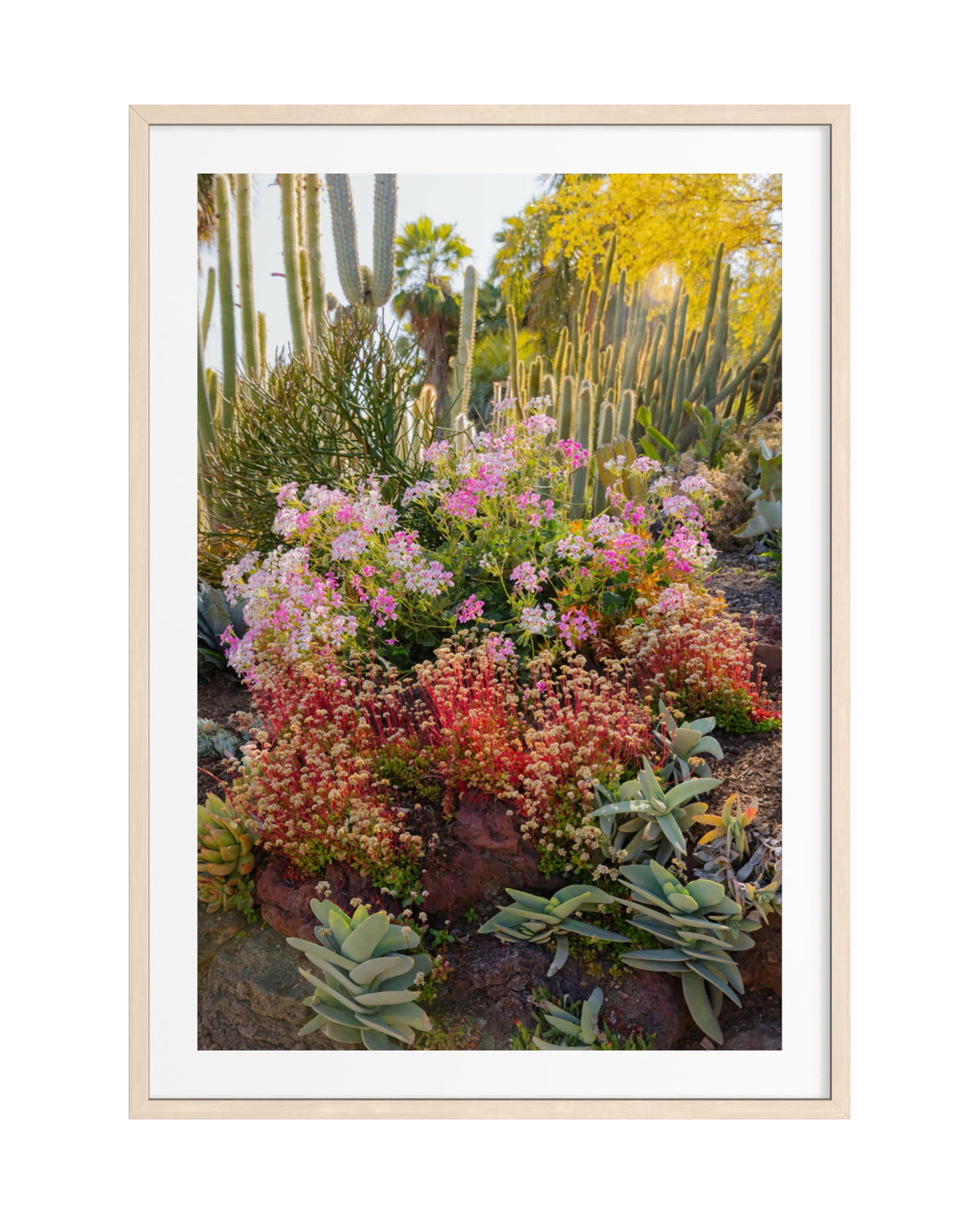 Vibrant cacti and blooming flowers amid greenery in a sunny garden, captured in the original framed photograph.