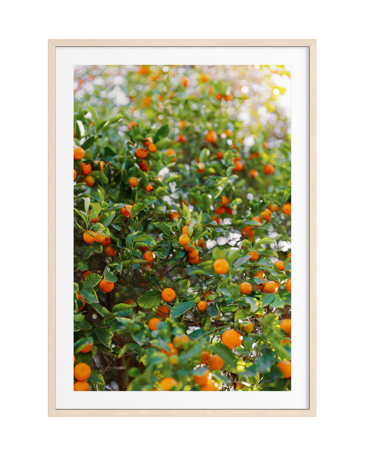 Framed print of a citrus tree with ripe fruit in bright summer sunlight.