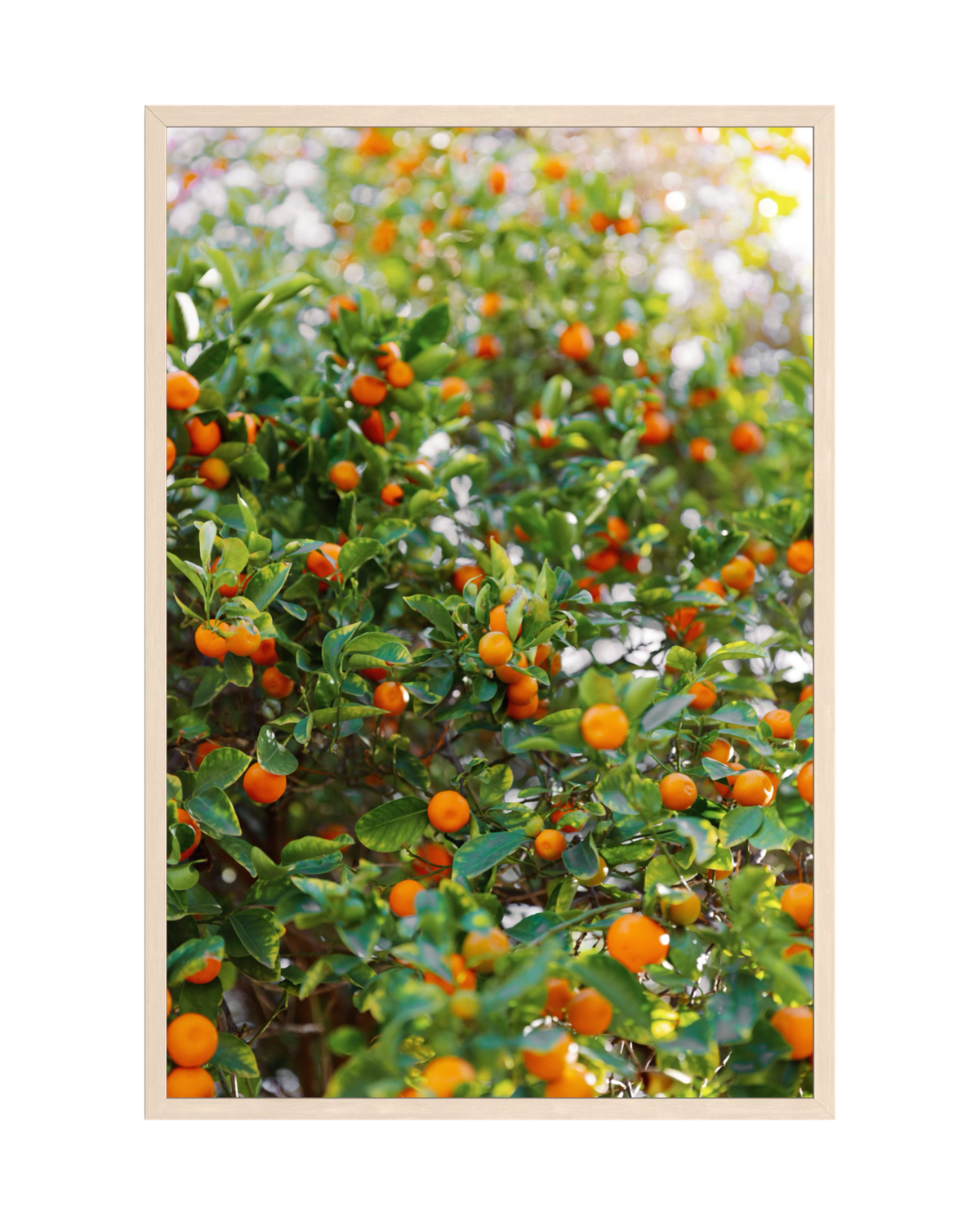 Bright orange kumquats on leafy branches, framed in light wood.