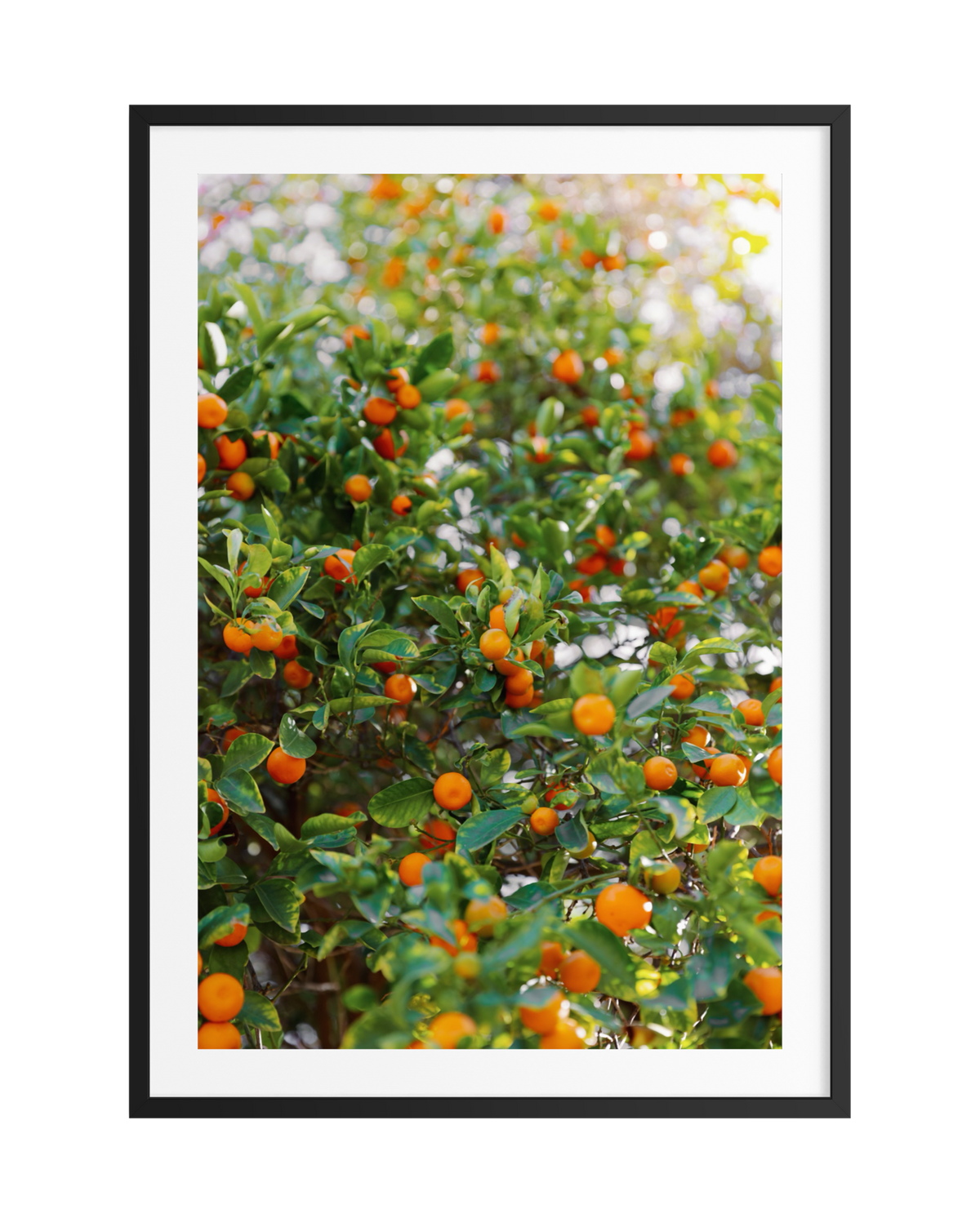 Leafy orange tree with ripe fruit, framed in black with white mat border. Art print product photo.