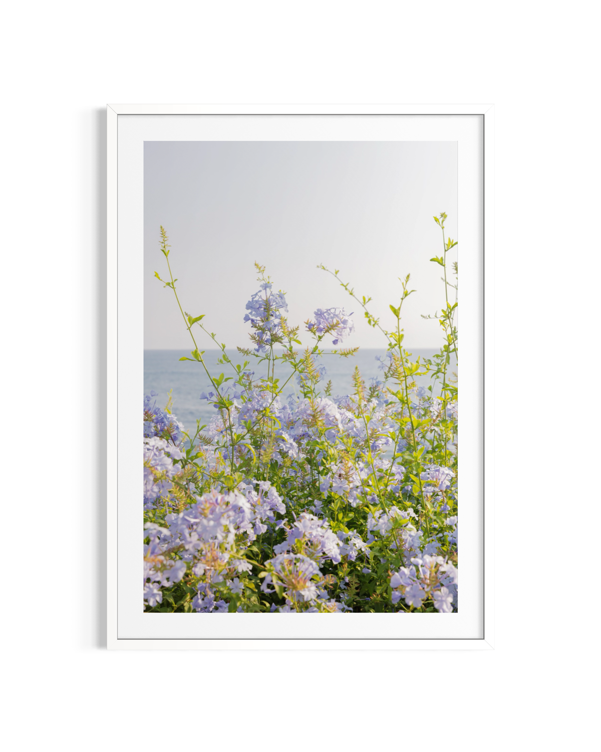 Purple wildflowers under sun with ocean breeze at Laguna Beach, shown in a crisp white frame.