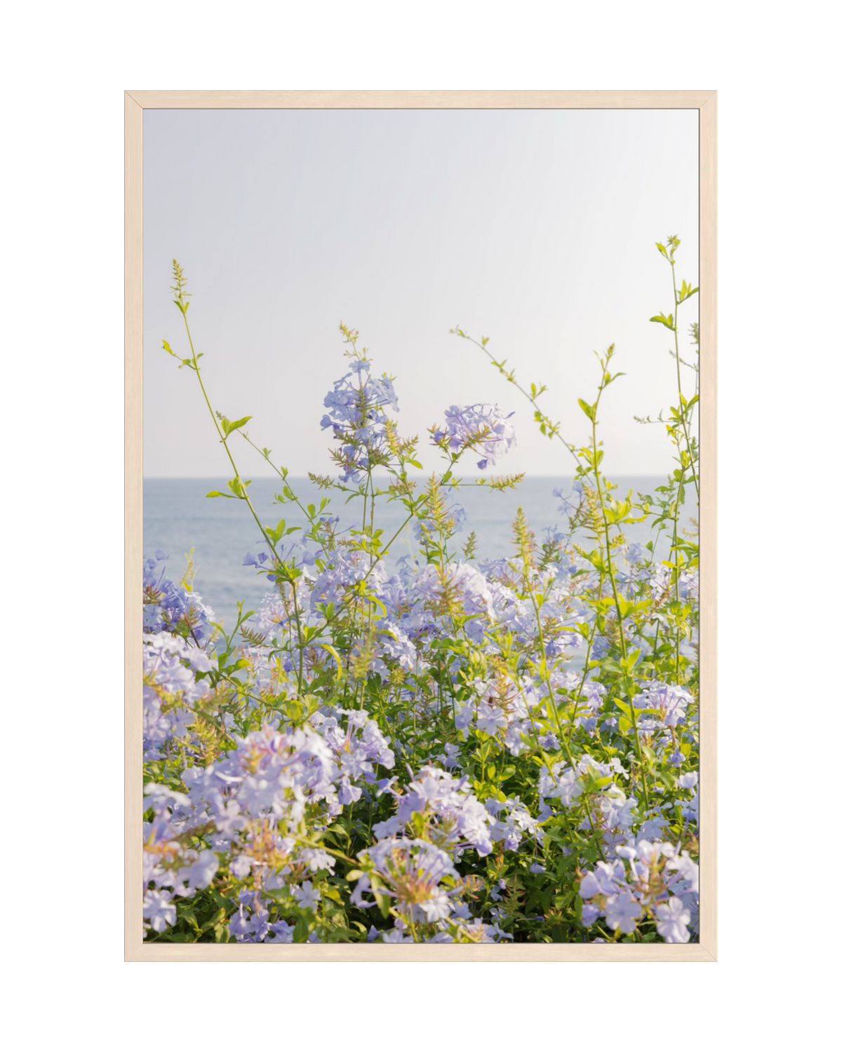 Purple wildflowers with green stems grow by the seaside, displayed in a light wood frame.
