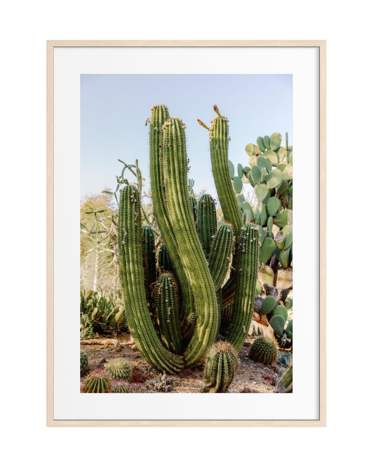 Elephant Cactus outdoors among succulents and cacti beneath a clear sky in a framed photography print.