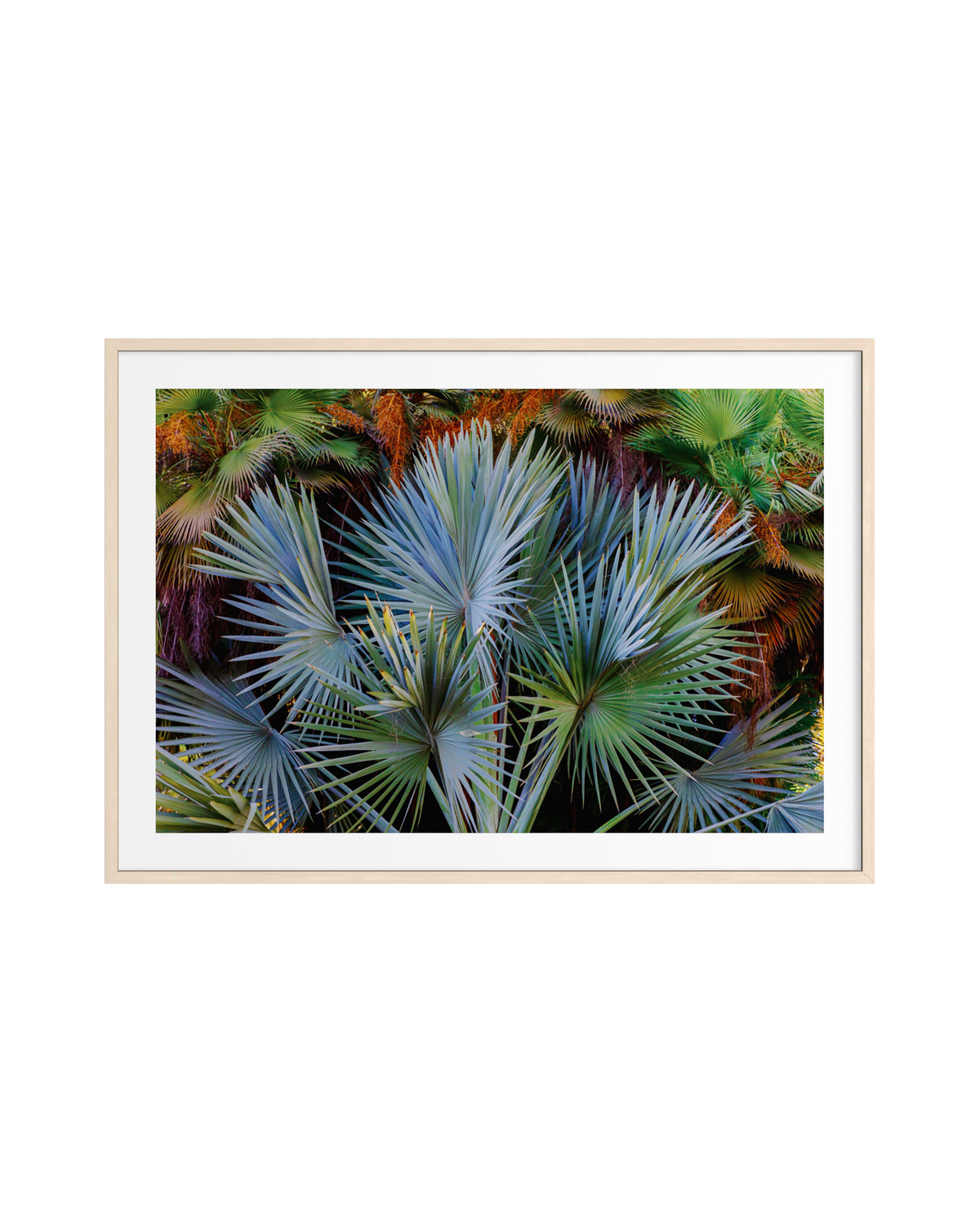 Framed print of green and blue Footstool Palm fronds set against a neutral white background.