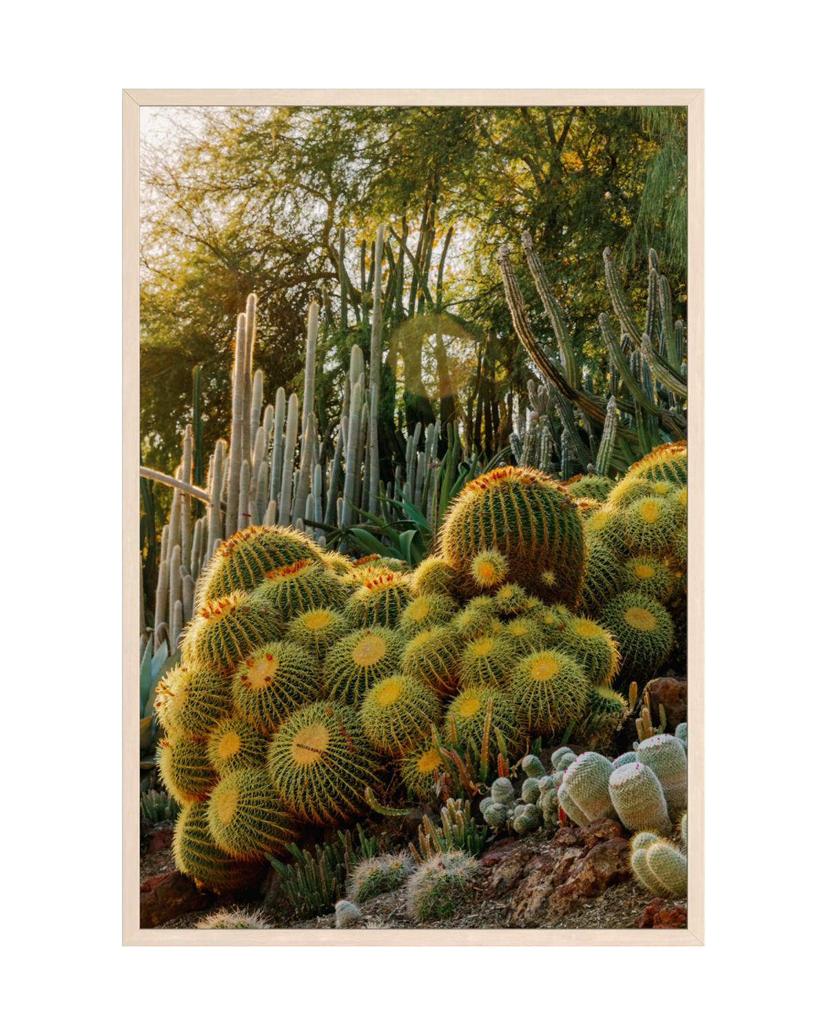 Golden barrel cactus in sunlight, with tall columnar cacti and trees in a garden setting.
