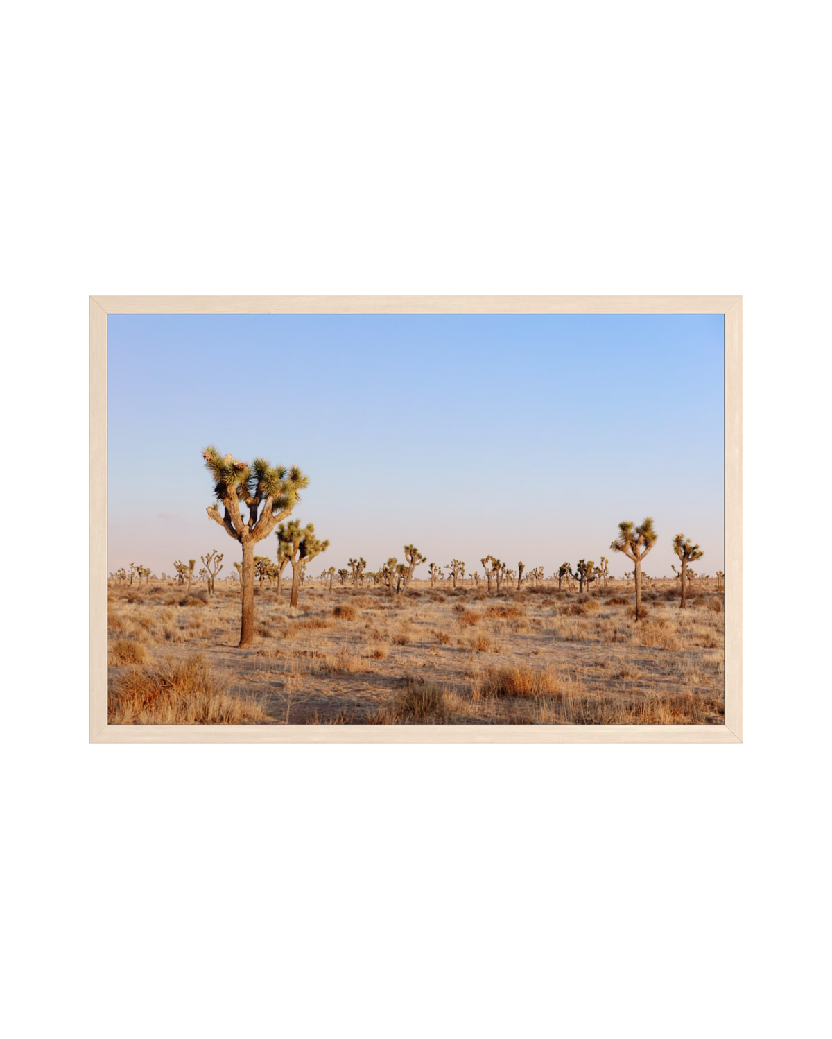 Desert scene at Joshua Tree with scattered trees beneath a clear blue evening sky, light wood frame.