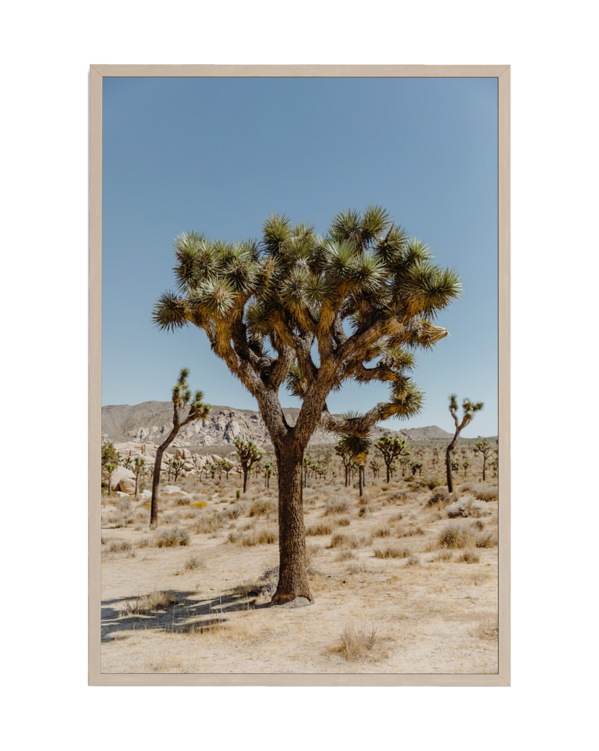 A single Joshua Tree stands in a desert landscape with distant mountains, photographed in Joshua Tree National Park.