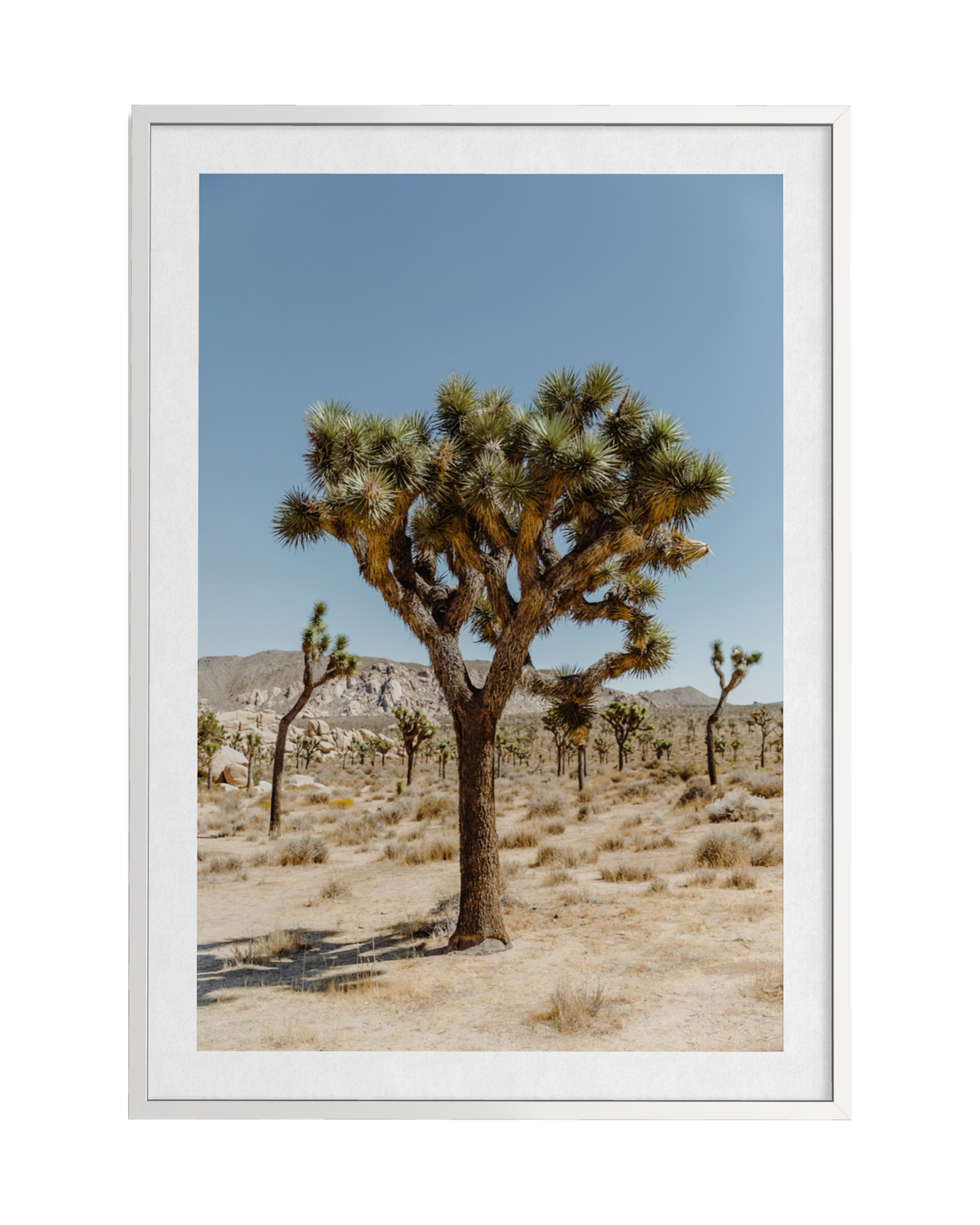 A single Joshua tree stands in the desert with sparse distant trees and mountains, near Joshua Tree, California.