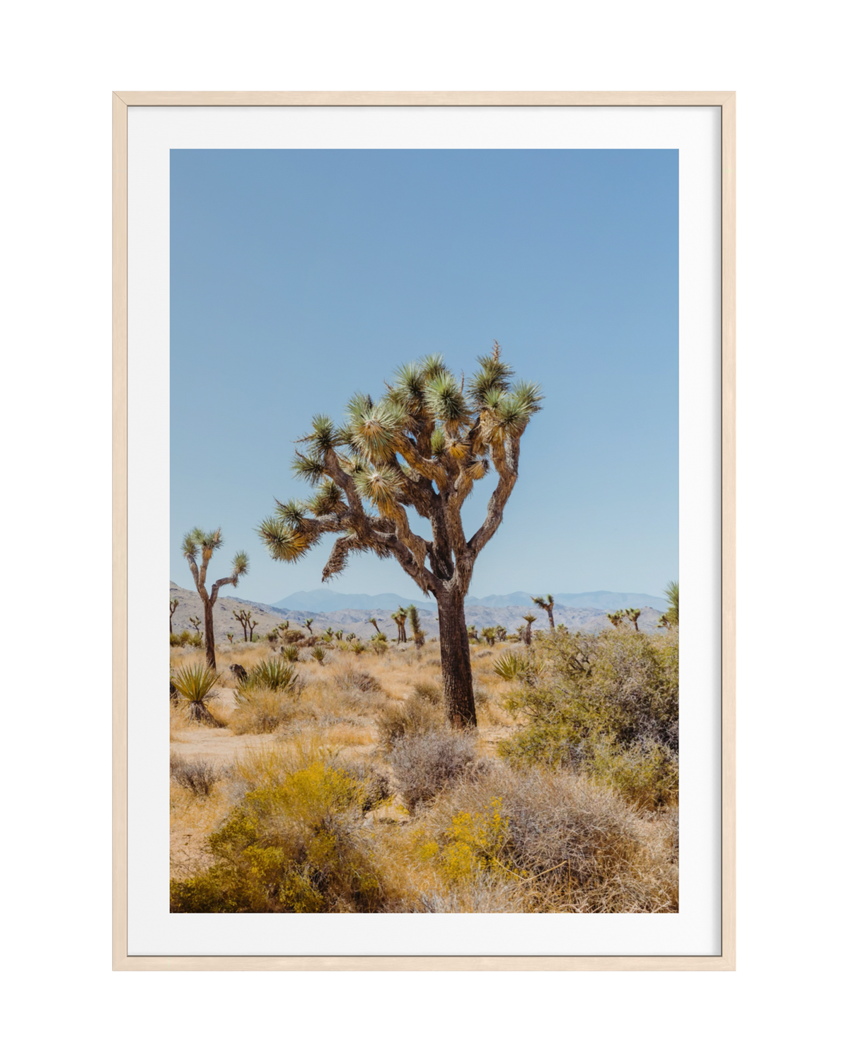 Sunlit desert landscape with distinctive Joshua trees in California’s Joshua Tree National Park.