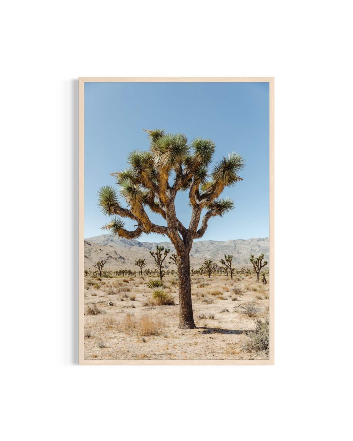 Joshua tree and desert landscape under a blue sky, photographed in Joshua Tree National Park.