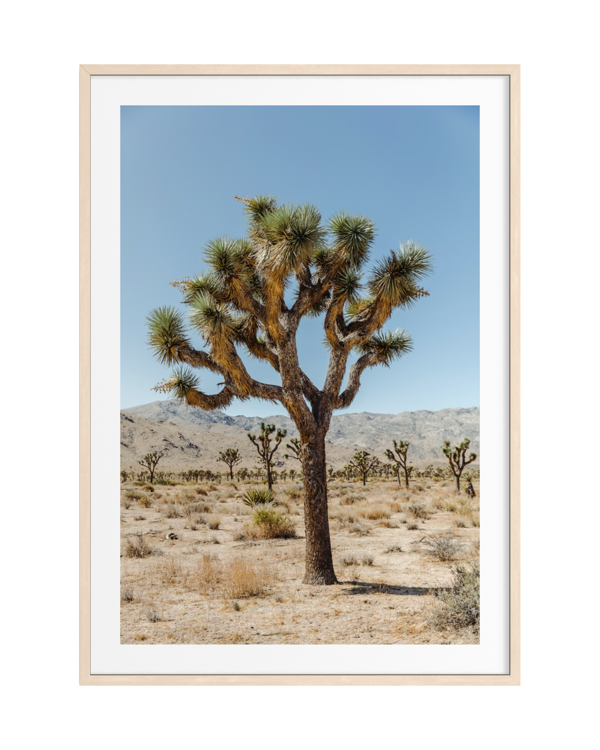 Desert landscape with mountains beneath a clear blue sky in Joshua Tree National Park, California.
