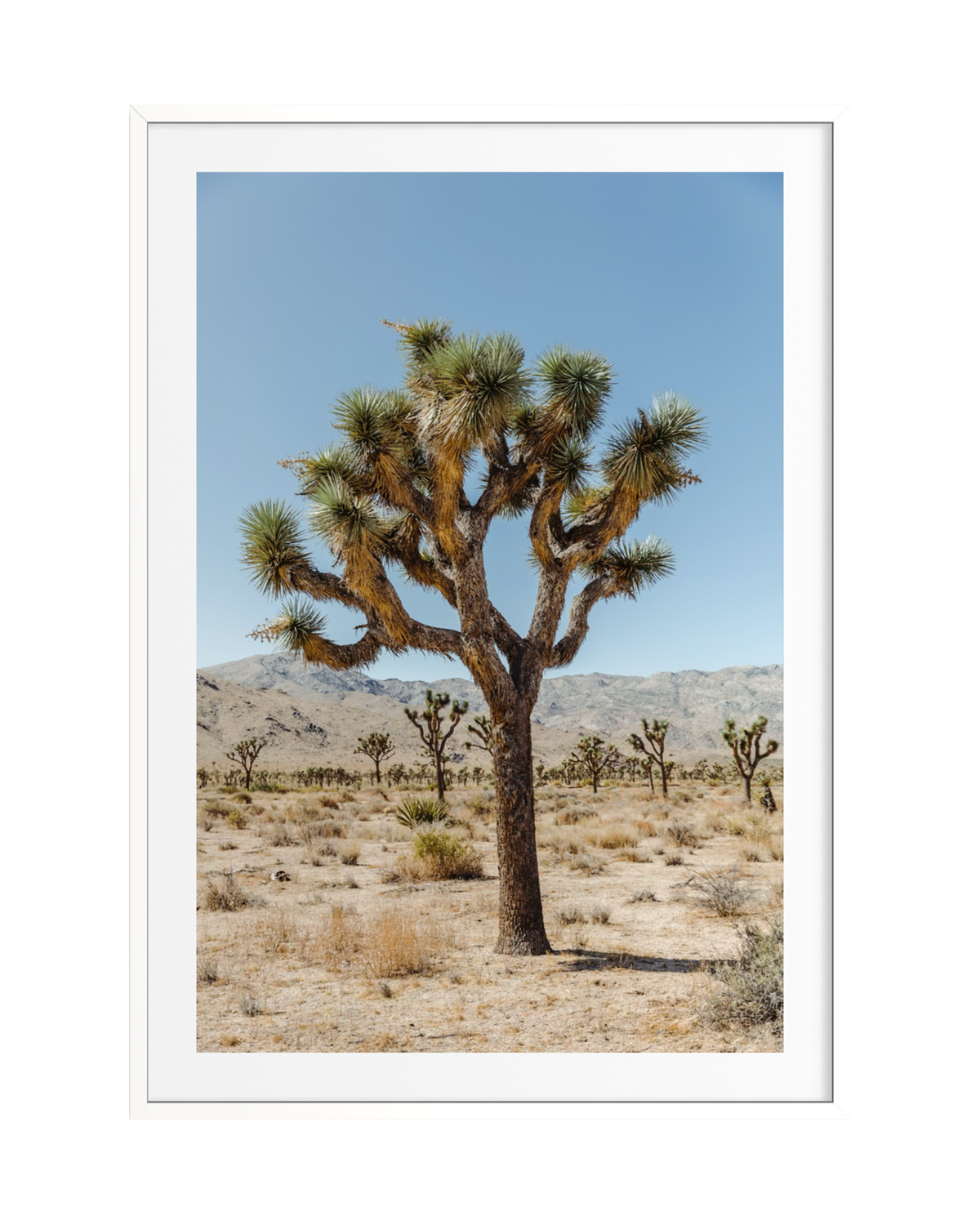 Joshua Tree III in a dry desert landscape under a bright blue sky, taken in Joshua Tree National Park.