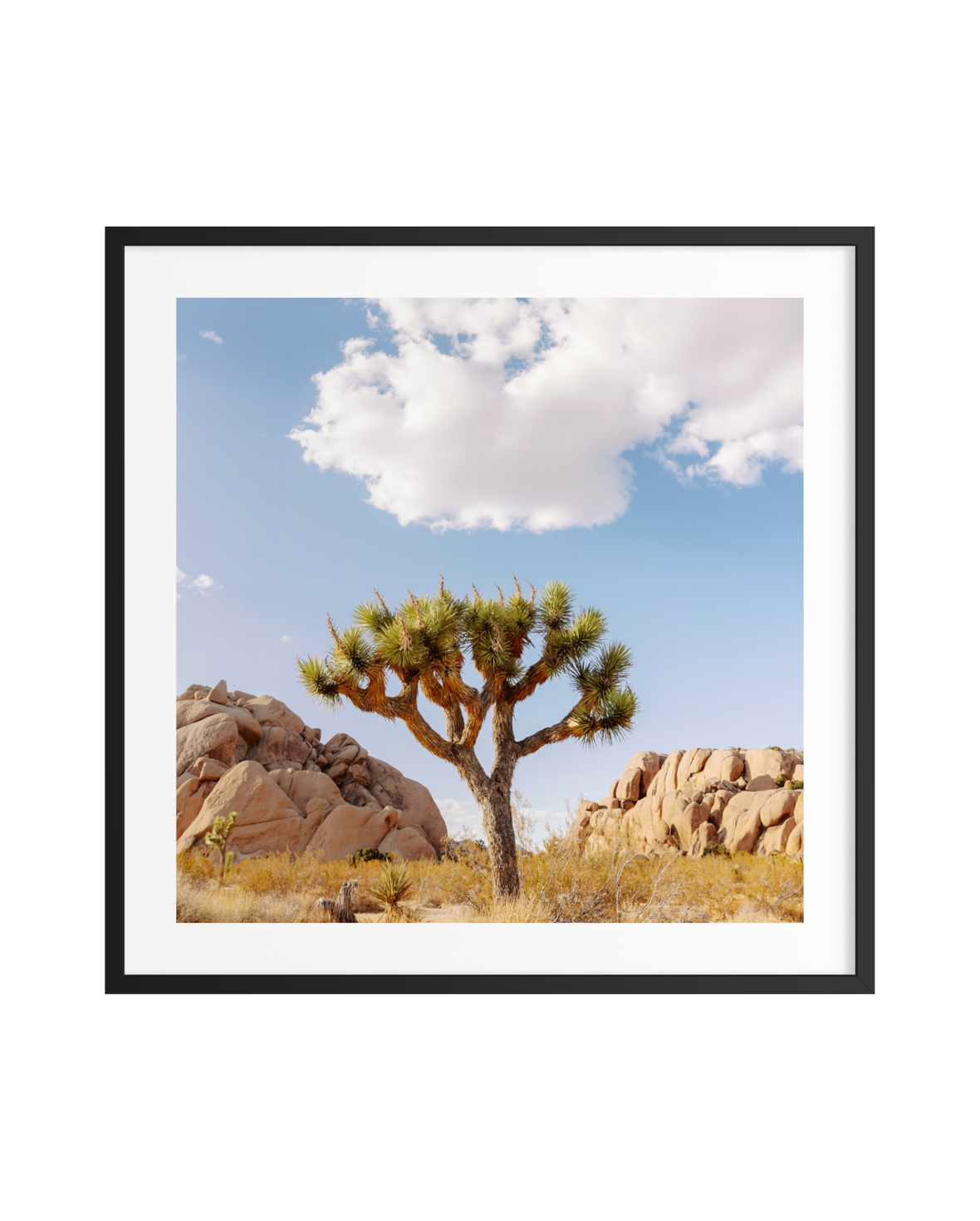 Desert tree stands under cloudy sky amid rocky ground in Joshua Tree, California; displayed in a black frame.