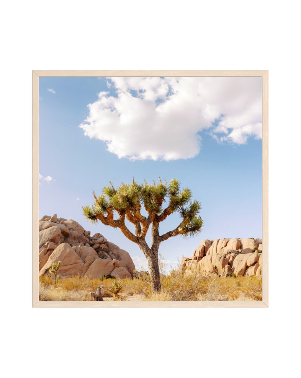 A Joshua tree stands in a desert landscape with rocky hills and clouds under the California sky.