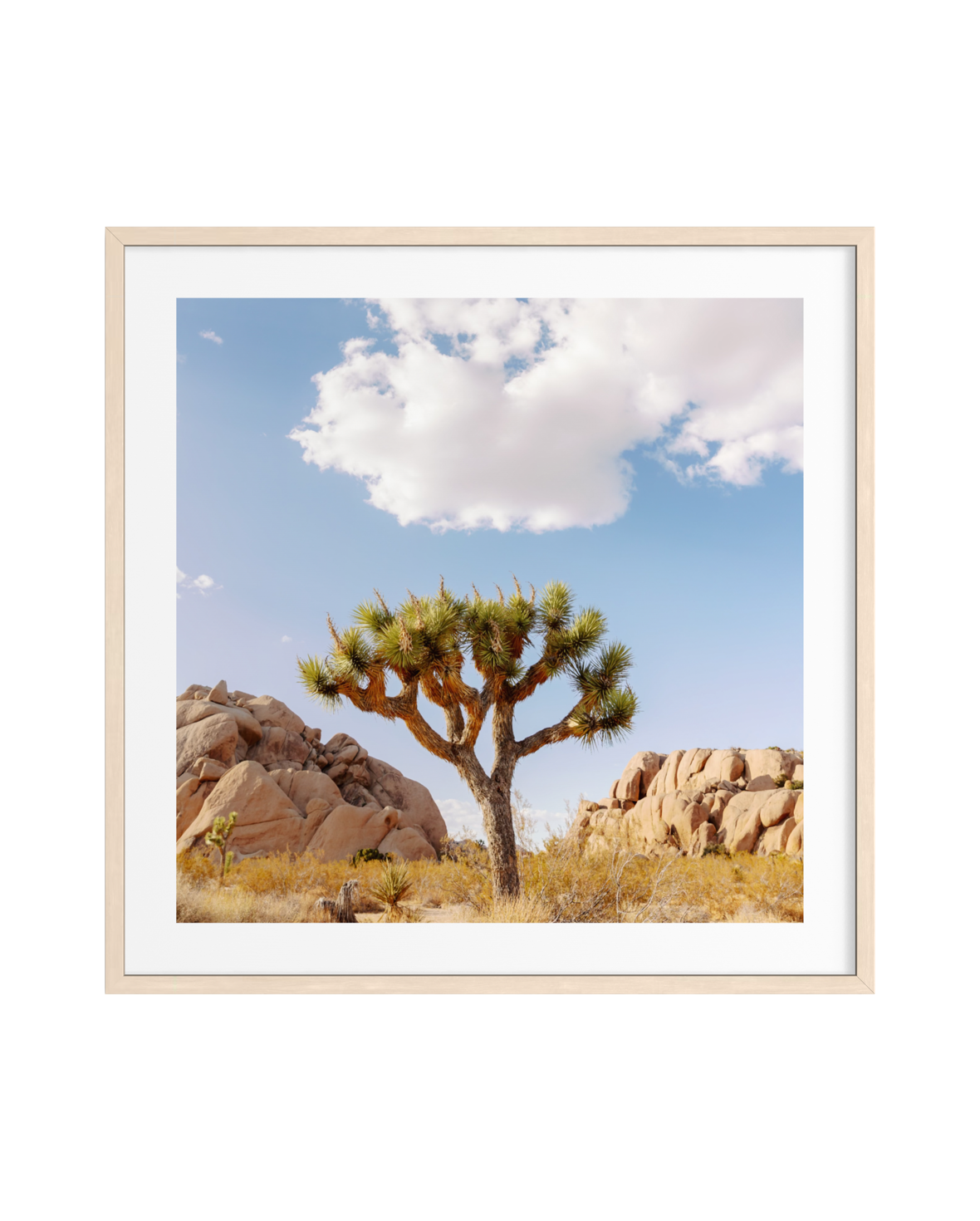 A Joshua tree stands in a rocky California desert beneath a broad sky lined with white clouds.