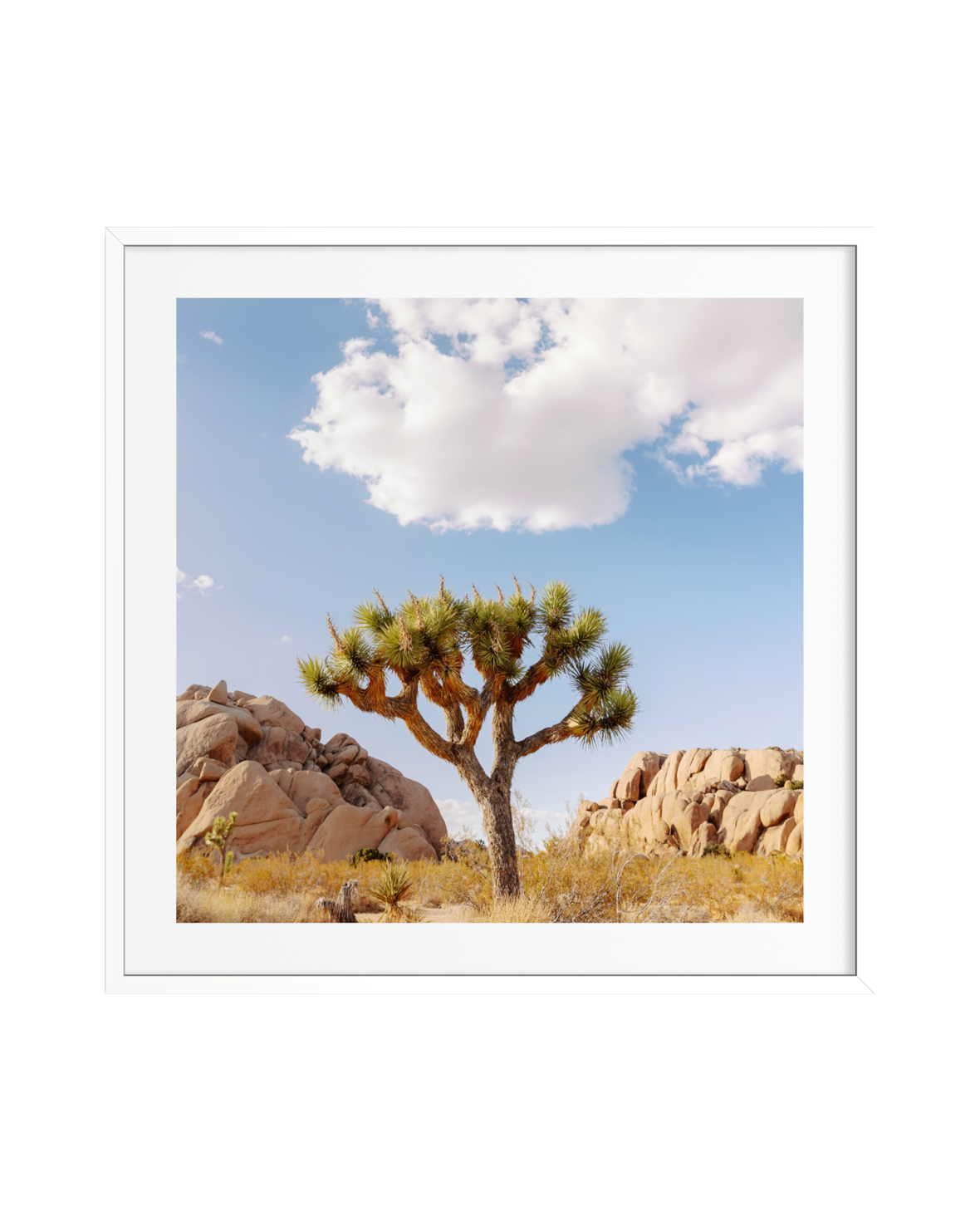 A single Joshua tree rises above rocky desert ground under a white cloud in the California sky.