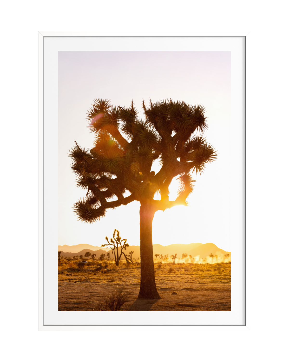 A single Joshua tree at sunset in the Mojave Desert, silhouetted against distant mountains and a vivid sky.