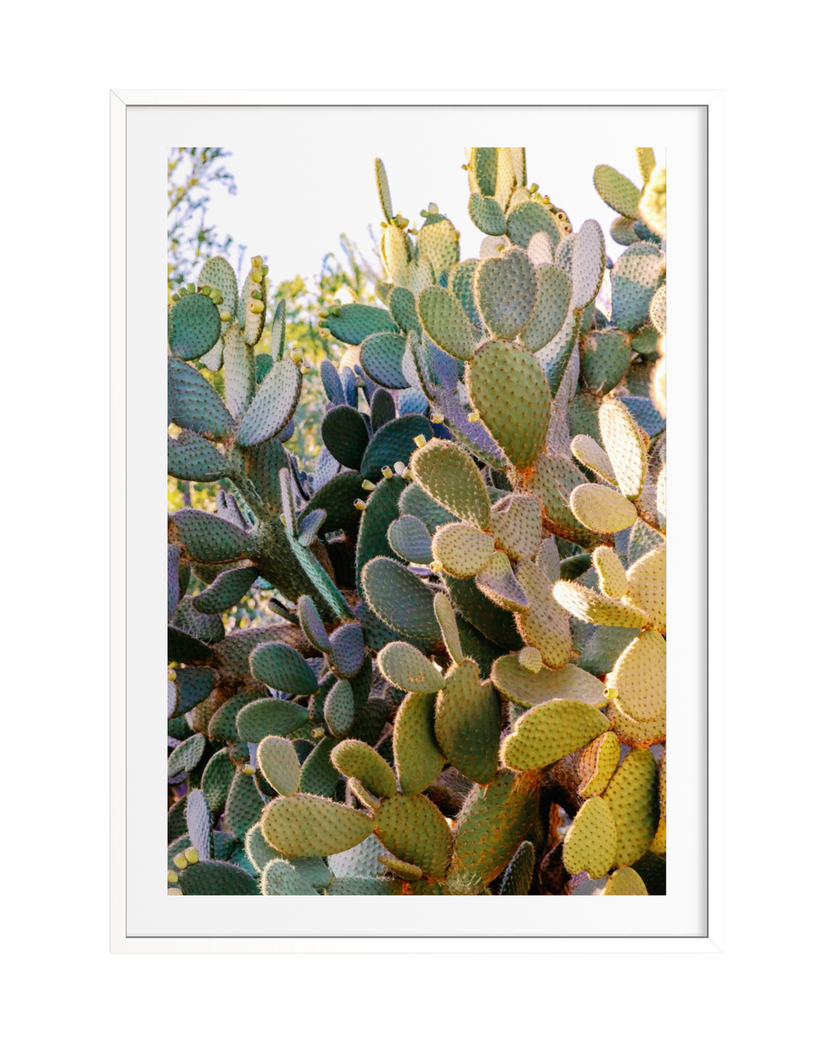 Green prickly pear pads in bright sunlight, edged with blue-green sage; outdoor scene photographed in the Southwest.