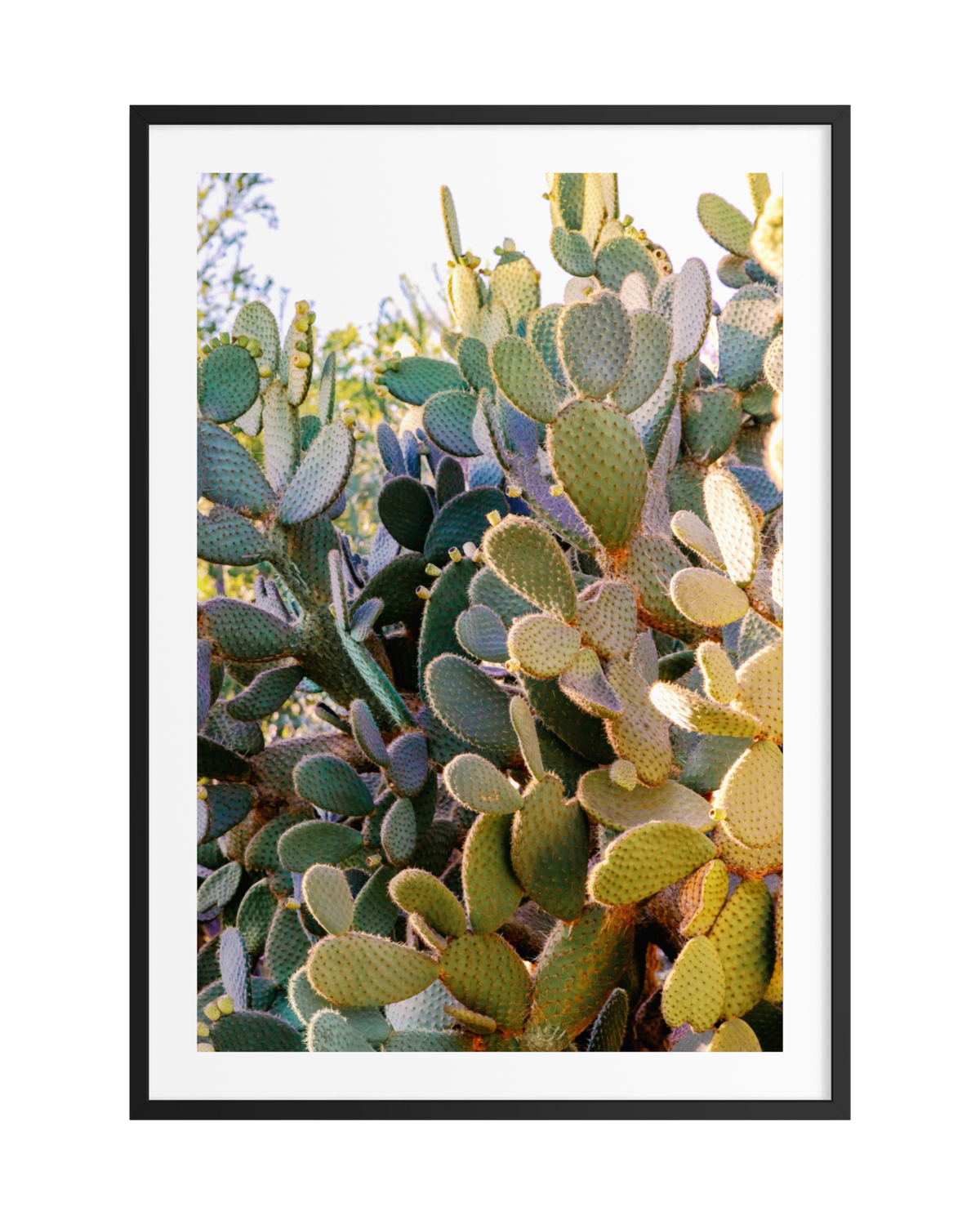 Prickly pear cactus with blue-green pads in sunlight against a bright sky; original photo print.