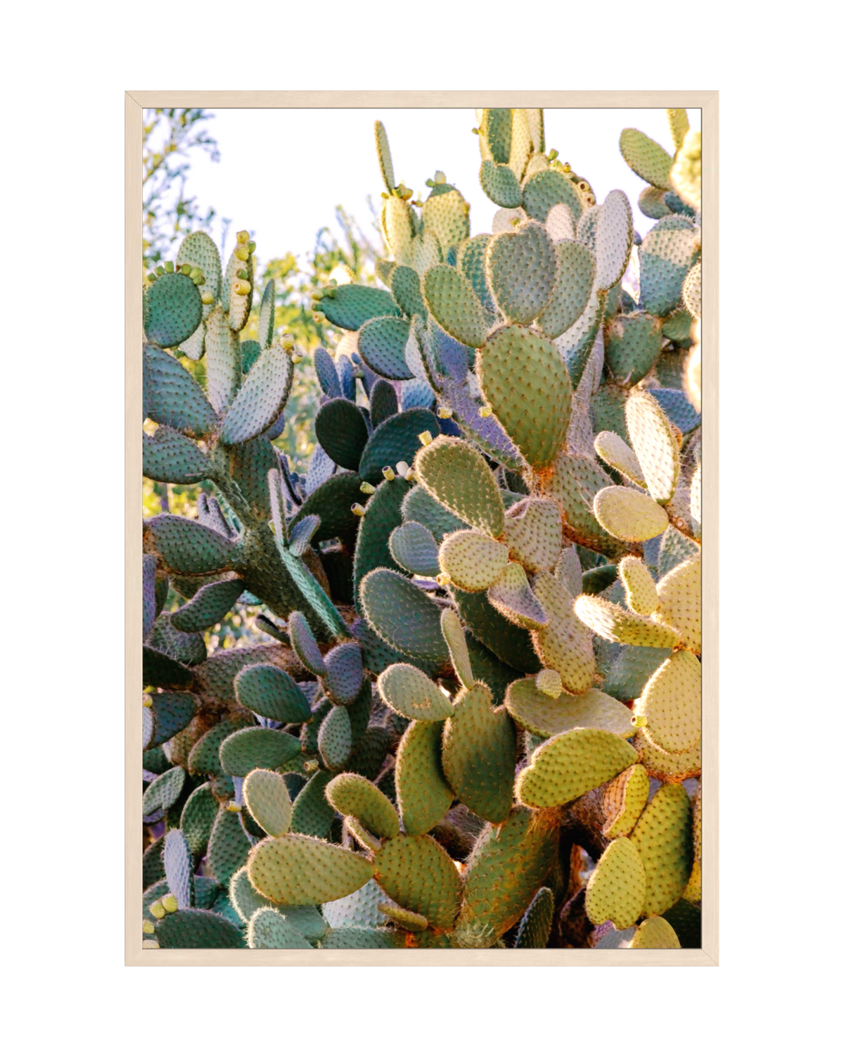Blue-green prickly pear cactus pads in sunlight, displayed in a wood frame.