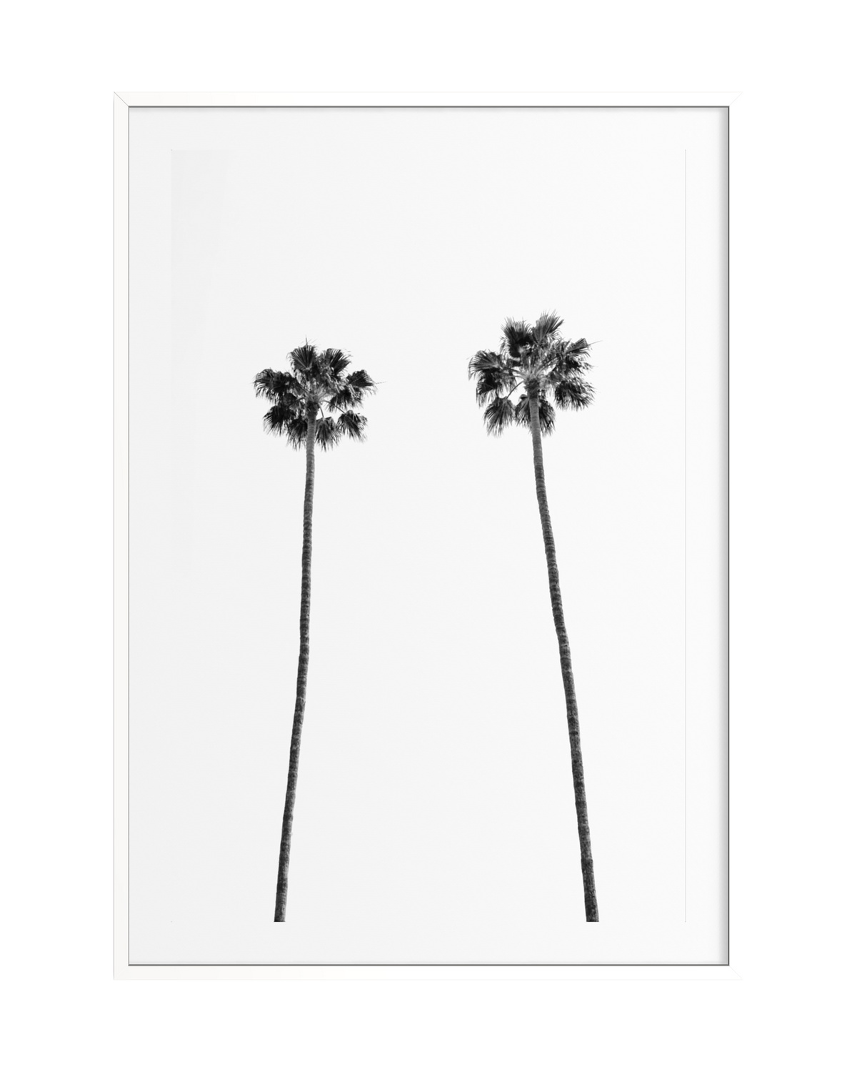Two tall palm trees stand against a white background, photographed in Los Angeles and framed simply.