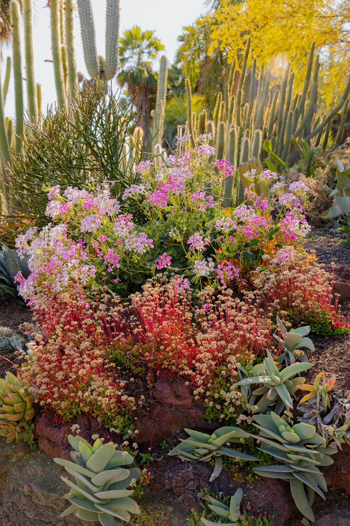 Colorful succulents and wildflowers grow among lush greenery in a vibrant desert landscape.