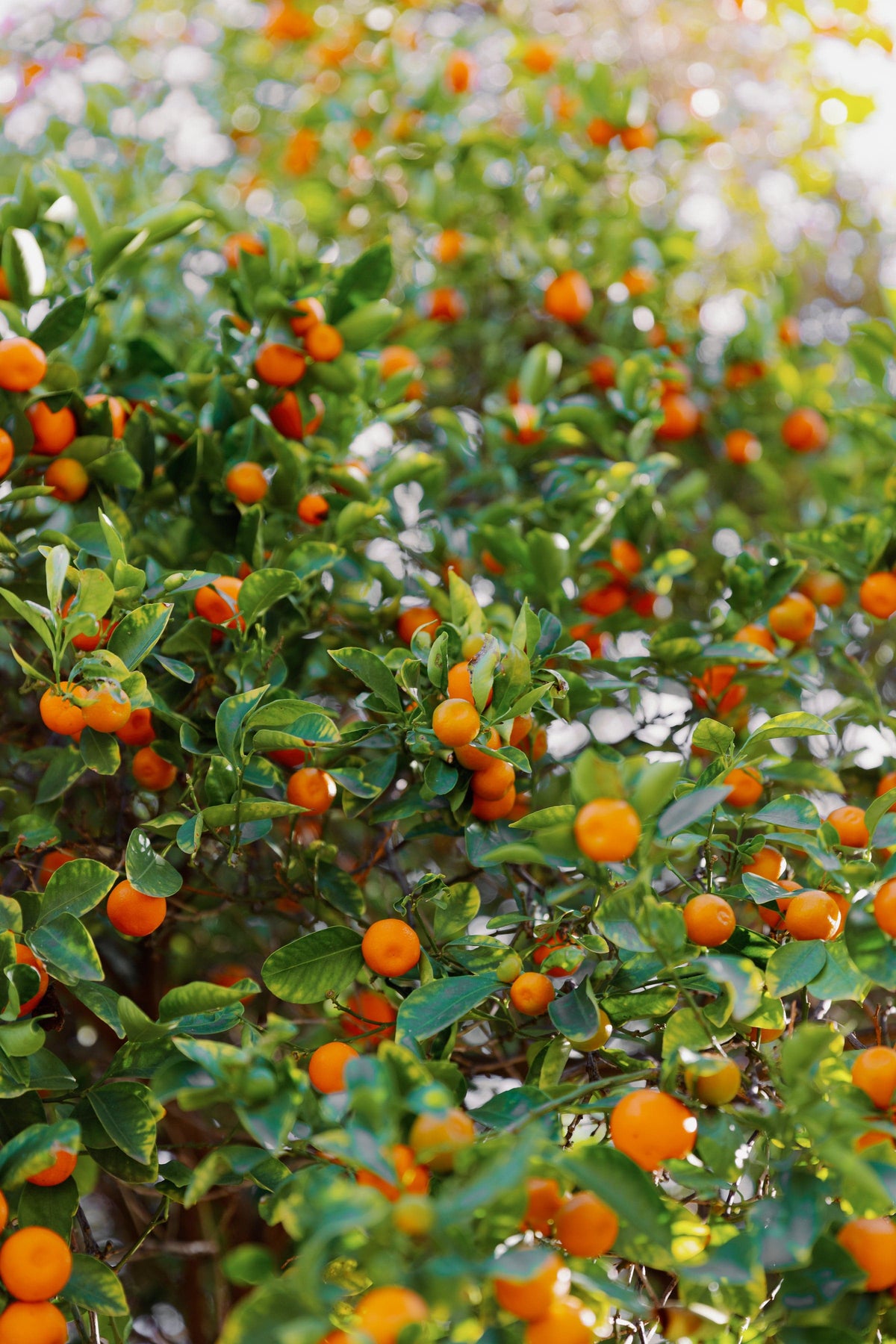 Bright orange citrus fruit cluster on glossy green leaves in sunlight, photographed on a tree in Los Angeles.