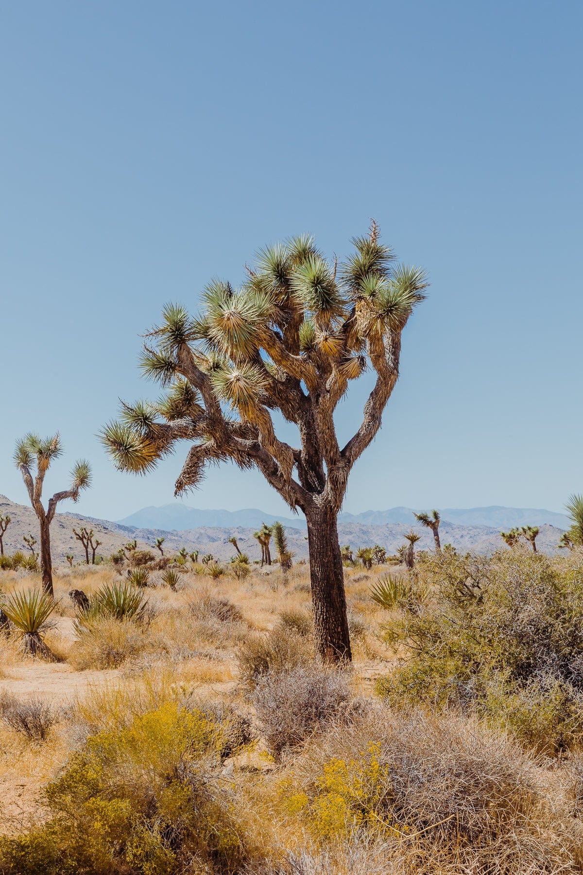 A Joshua tree stands amid a desert landscape beneath a clear sky in Southern California.