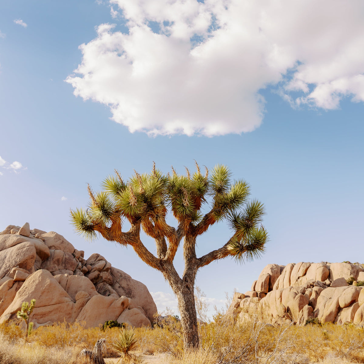Joshua tree stands among desert rocks under a bright sky with clouds in California’s Joshua Tree National Park.