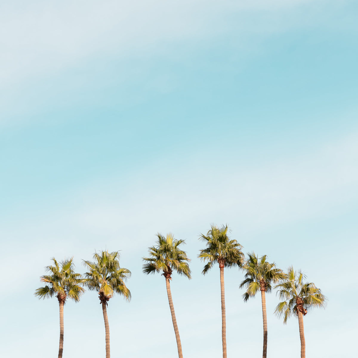 Six tall palm trees stand against a clear desert sky in Palm Springs, California.