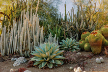 Load image into Gallery viewer, Wayne Ford Studio Photography Print Cactus Garden I
