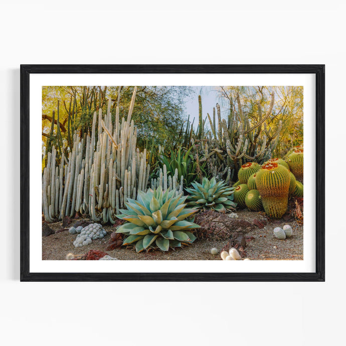 Wayne Ford Studio Photography Print Cactus Garden I