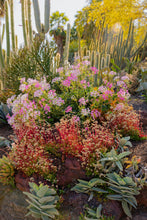 Load image into Gallery viewer, Wayne Ford Studio Photography Print Cactus Garden II