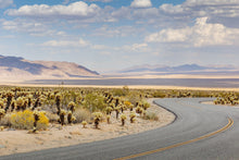 Load image into Gallery viewer, Wayne Ford Studio Photography Print Chola Cactus Road