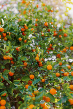 Load image into Gallery viewer, Wayne Ford Studio Photography Print Citrus Summer