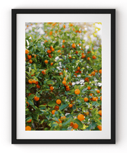 Load image into Gallery viewer, Wayne Ford Studio Photography Print Citrus Summer