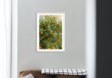 Load image into Gallery viewer, Wayne Ford Studio Photography Print Citrus Summer