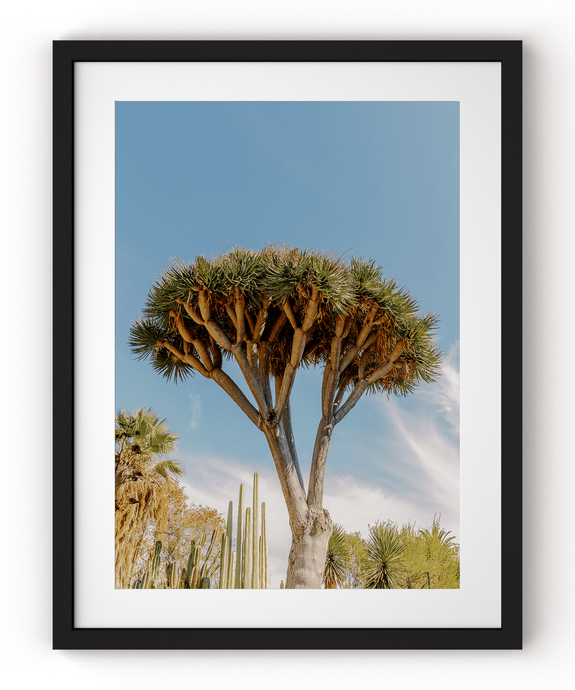 Wayne Ford Studio Photography Print Dragon Tree