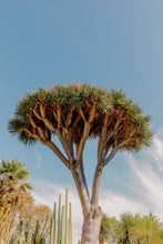 Load image into Gallery viewer, Wayne Ford Studio Photography Print Dragon Tree