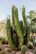 Load image into Gallery viewer, Wayne Ford Studio Photography Print Elephant Cactus