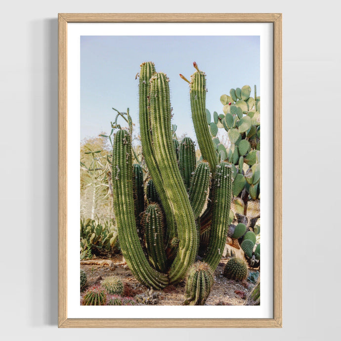 Wayne Ford Studio Photography Print Elephant Cactus