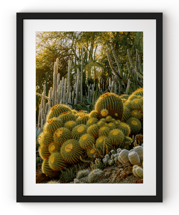 Wayne Ford Studio Photography Print Golden Barrel Cactus