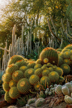 Load image into Gallery viewer, Wayne Ford Studio Photography Print Golden Barrel Cactus