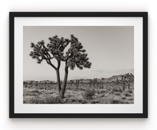 Load image into Gallery viewer, Wayne Ford Studio Photography Print Joshua Tree Black & White