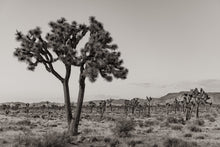 Load image into Gallery viewer, Wayne Ford Studio Photography Print Joshua Tree Black & White
