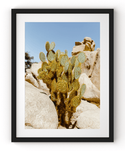 Load image into Gallery viewer, Wayne Ford Studio Photography Print Joshua Tree Cactus