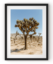 Load image into Gallery viewer, Wayne Ford Studio Photography Print Joshua Tree I
